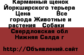 Карманный щенок Йоркширского терьера › Цена ­ 30 000 - Все города Животные и растения » Собаки   . Свердловская обл.,Нижняя Салда г.